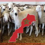 هذه رؤية وزارة الداخلية لتحديث مواقف السيارات