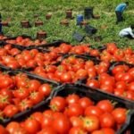 بالارقام تفوق الايناث على الذكور في نتائج امتحانات البكالوريا 2025