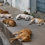 الواليان الجامعي و شراق حاضران خلال حفل الولاء بمناسبة عيد العرش