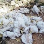 جهود متواصلة لاخماد حريق مهول بواحة افلا ندرا بإقليم زاكورة