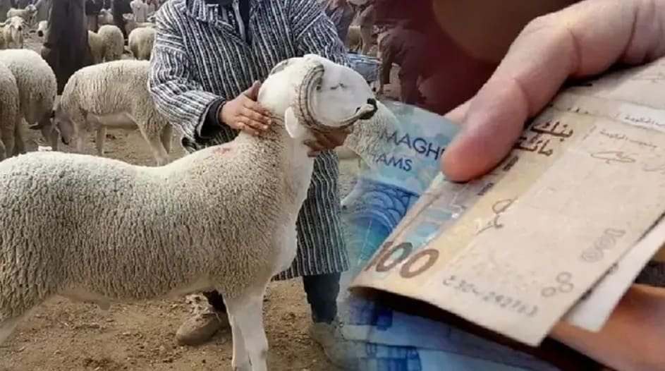 تفاصيل عملية صرف الدعم المباشر لفائدة مربي الماشية