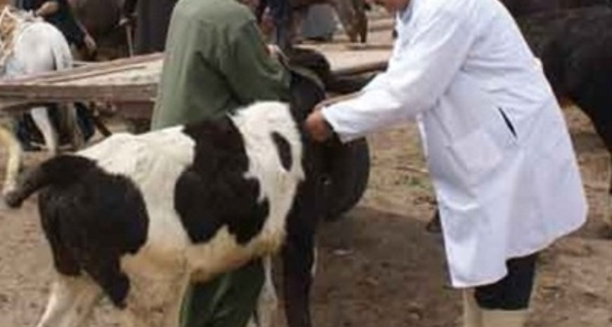 (أونسا) تطلق حملة وطنية احترازية لتلقيح قطيع الأبقار