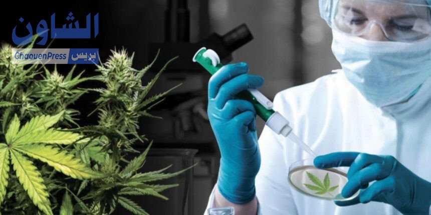 المغرب يدخل مرحلة مسار تنظيم استعمال القنب لأغراض طبية