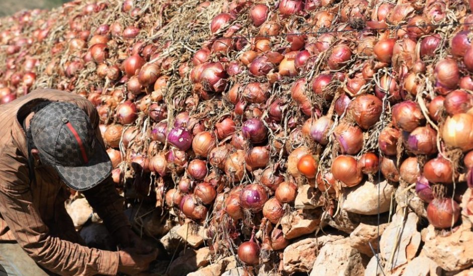 لهذا السبب ارتفعت أسعار البصل بالاسواق