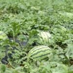 الكاف يرفض أي سلوك خارج عن إطار الروح الرياضية و يعد بفتح تحقيق