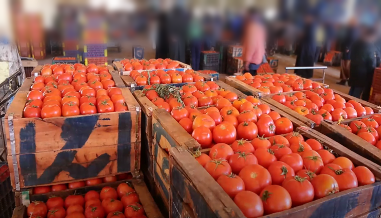 أسعار الطماطم تتأرجح بين الانخفاض والارتفاع بسوق انزكان.