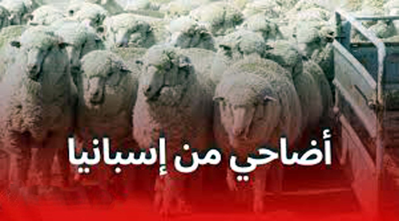 الجدل يلاحق وصول اغنام اسبانية لتنعش السوق المغربية