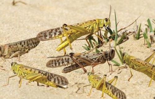 السلطات المغربية تمر الى درجة التأهب لمواجهة اجتياح أسراب الجراد
