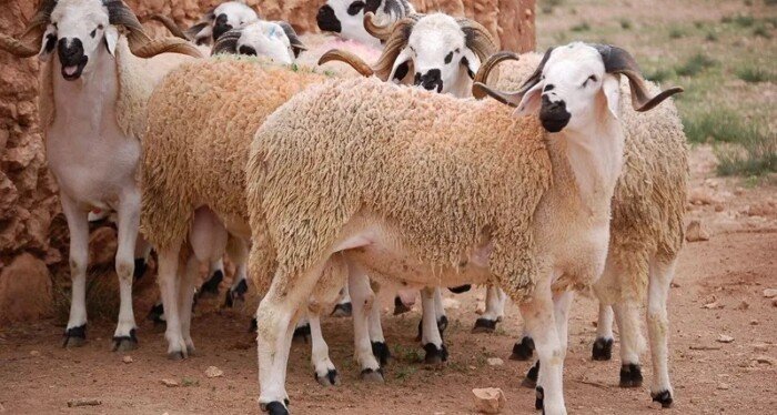 بالارقام تفاصيل إنخفاض باهت في اثمنة خروف العيد