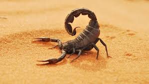 نقل ستة اطفال الى المستعجلات بسلا يُشتبه اصابتهم بلسعات عقارب