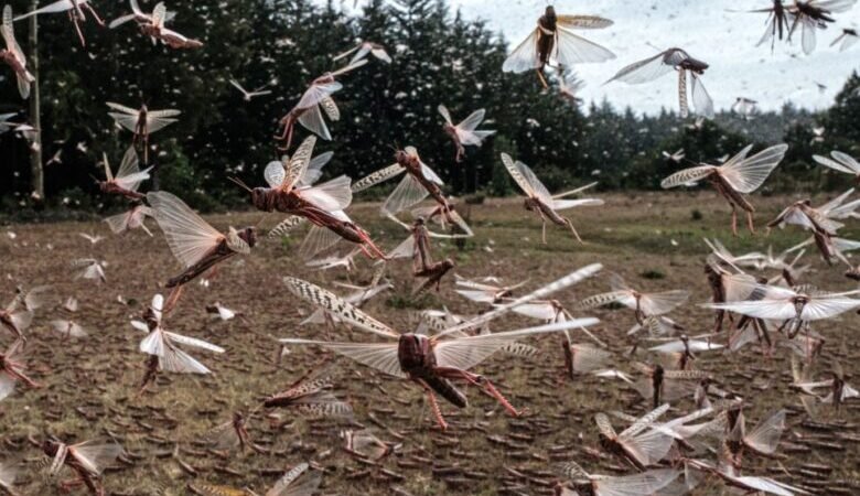 الجراد يهدد الفلاحة بالمغرب و تحذيرات من اتساع رقعة انتشاره