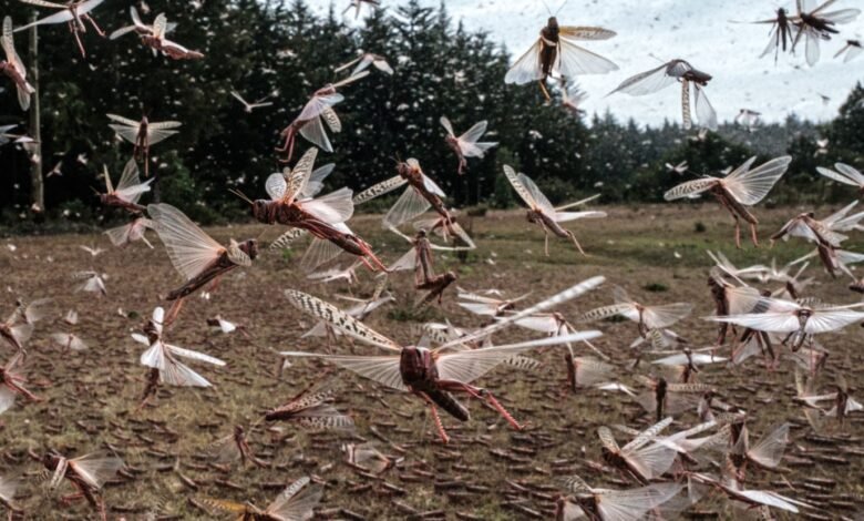 الجراد يهدد الفلاحة بالمغرب و تحذيرات من اتساع رقعة انتشاره
