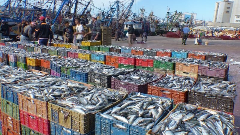 تفريغ الأسماك السطحية، وعلى رأسها السردين ينعش ميناء طانطان