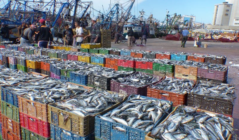 تفريغ الأسماك السطحية، وعلى رأسها السردين ينعش ميناء طانطان